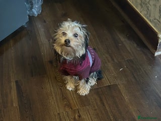 Yorkshire Terrier dogs Yorkshire terriers 1 boy 3 girls - Advert 1