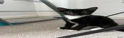 Mixed Breed cats for sale: 2 kittens for sale  in Southampton - Advert 3