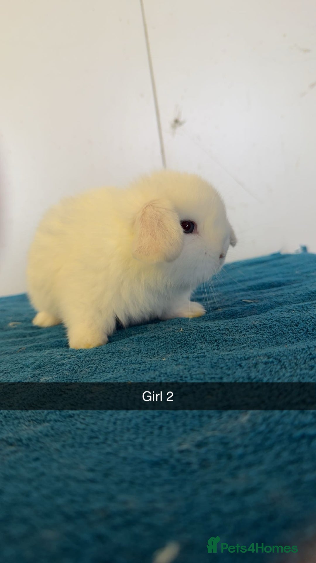 Mini Lop rabbits for sale: Pure mini lops for reserve  - Image 11