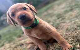 Labrador Retriever dogs for sale: KC Fox Red Labrador Litter.  - Image 8