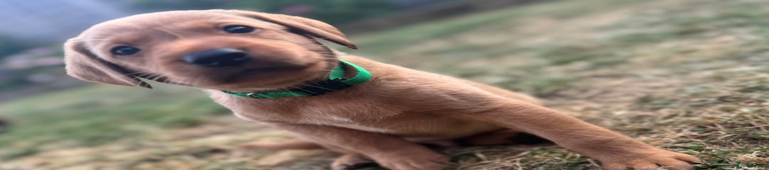 Labrador Retriever Puppy 2