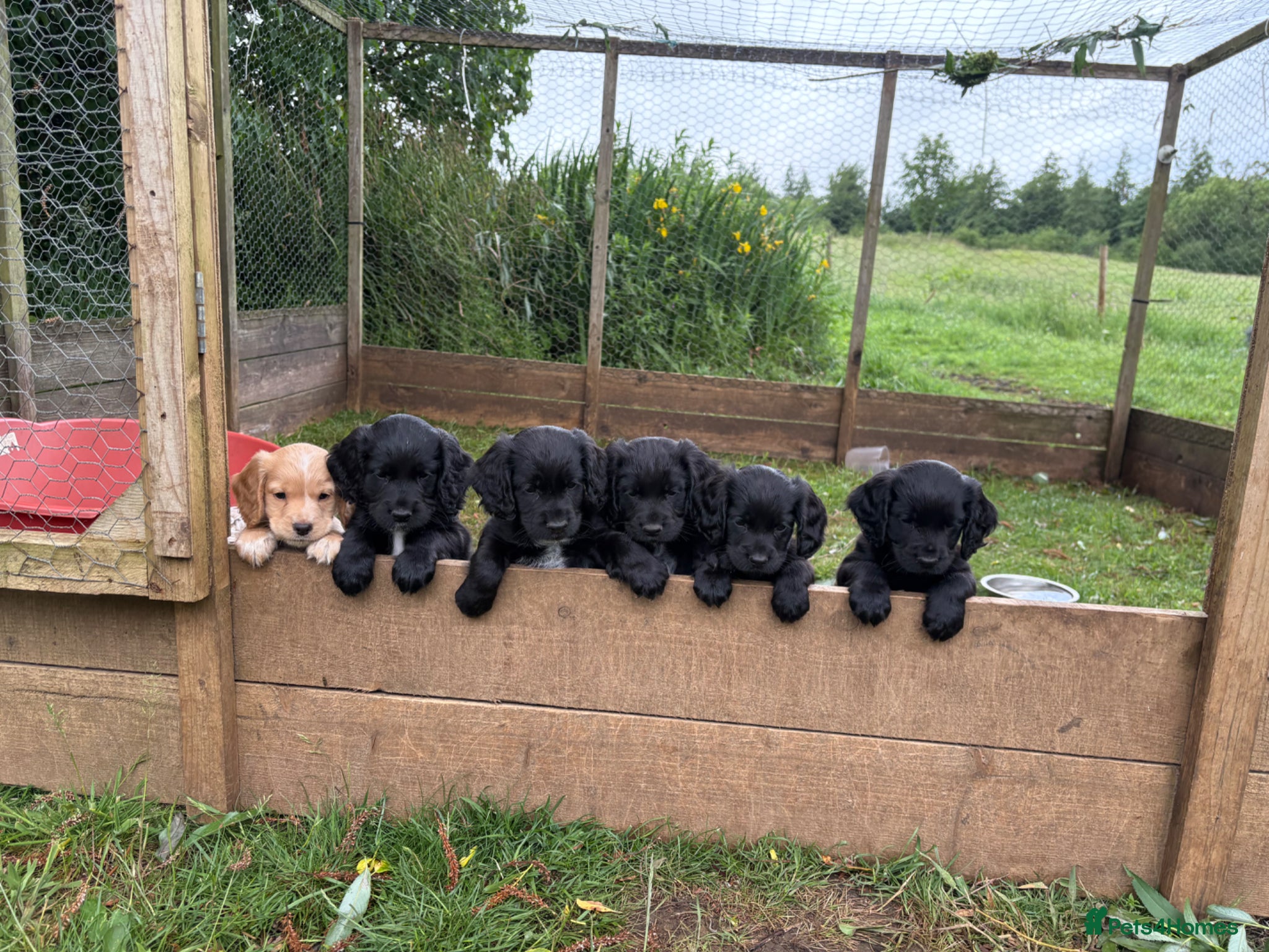 Cocker Spaniel dogs KC Registered Cocker Spaniel Puppies For Sale  - Advert 1