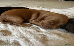 Cockapoo dogs for sale: Stunning F2 DNA health tested Cockapoo puppies  - Image 8