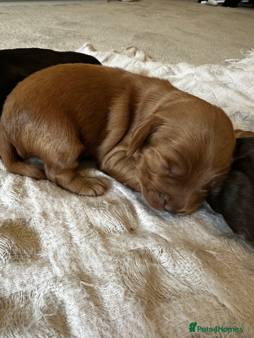 Cockapoo dogs for sale: Stunning F2 DNA health tested Cockapoo puppies  - Image 8