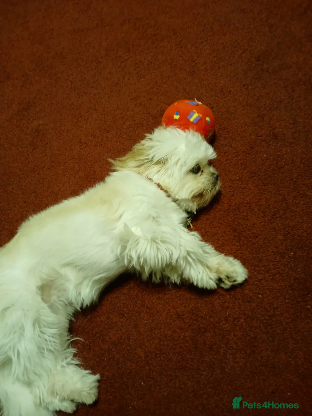 Shih Tzu dogs for sale: Shihtzu puppy 10 months old in Cradley Heath - Advert 2