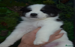 Mixed Breed dogs for sale: Siberian Husky cross Samoyed / Samusky - Image 9