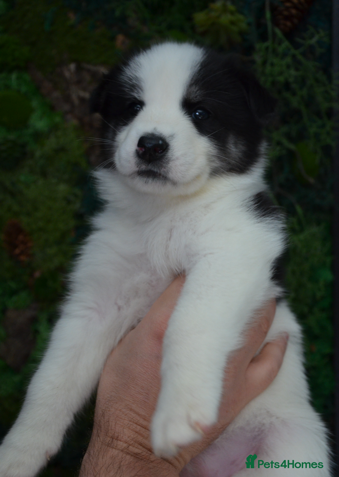 Mixed Breed dogs for sale: Siberian Husky cross Samoyed / Samusky - Image 9