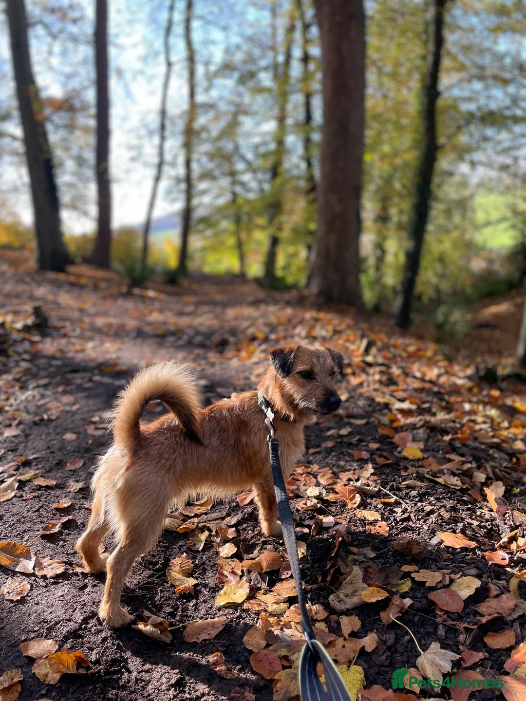 Jack Russell dogs for stud: Jack Russell for stud - Advert 2