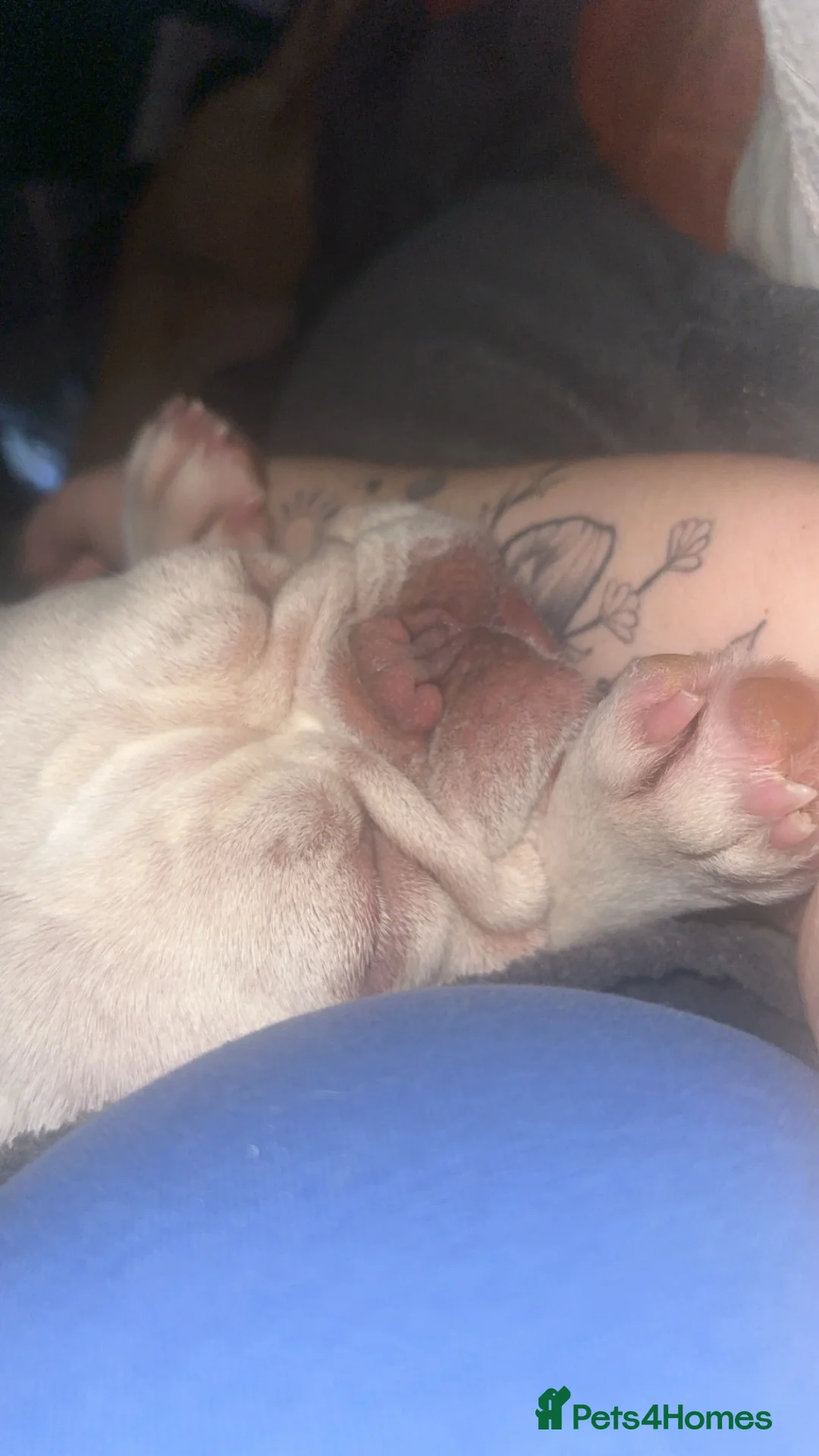 French Bulldog dogs for sale: Coco  - Advert 6