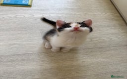 Oriental cats for sale: Sweet Little Calico Baby - Image 1