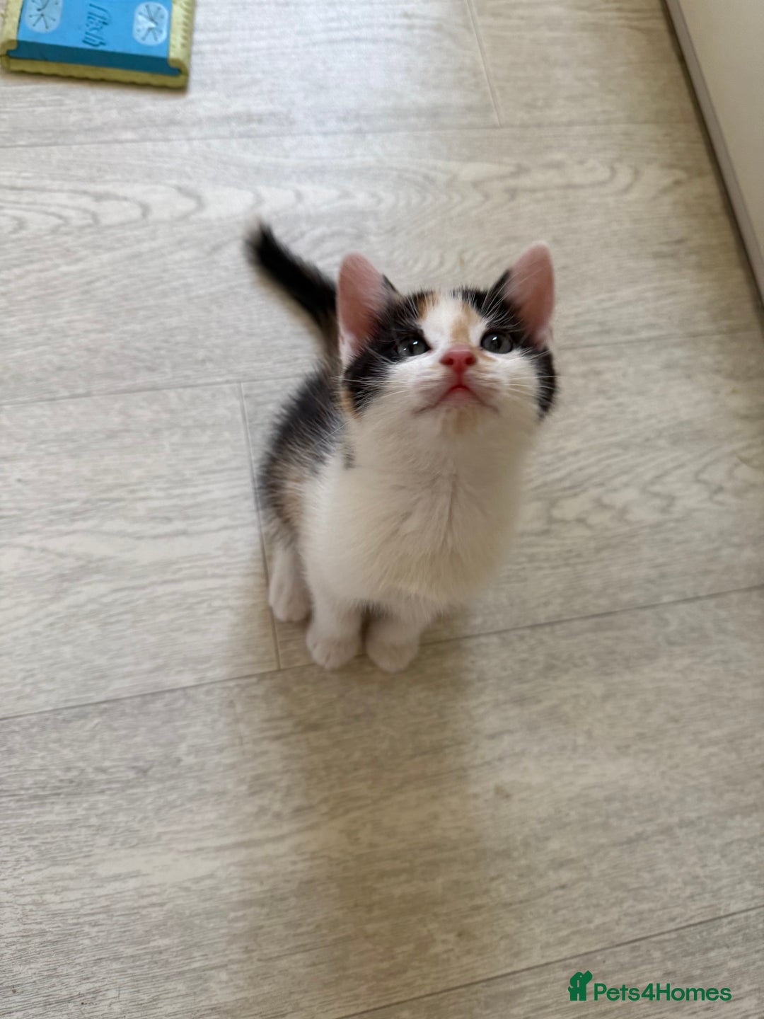Oriental cats for sale: Sweet Little Calico Baby - Image 1