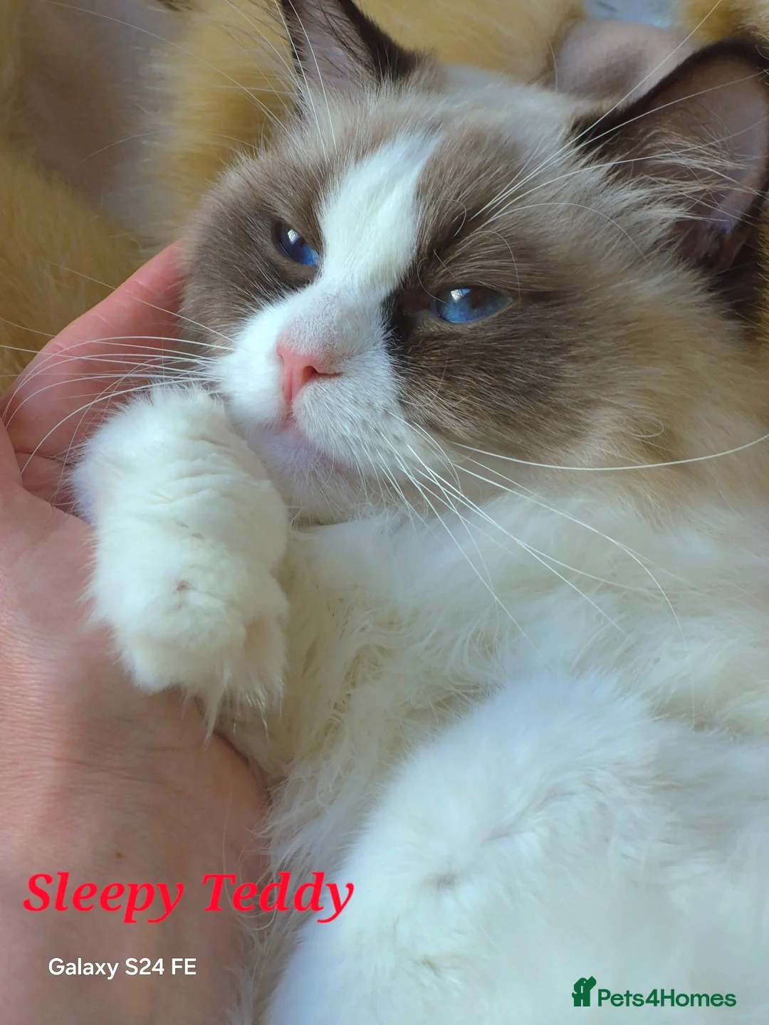 Ragdoll cats for sale: ✨ Exceptional Ragdolls,a distinguished lineage ✨ - Advert 2