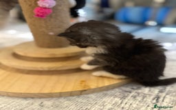 Persian cats for sale: Persian Kittens  - Image 22