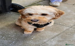 Cavachon dogs for sale: Brother and sister Cavapoochons - Image 2