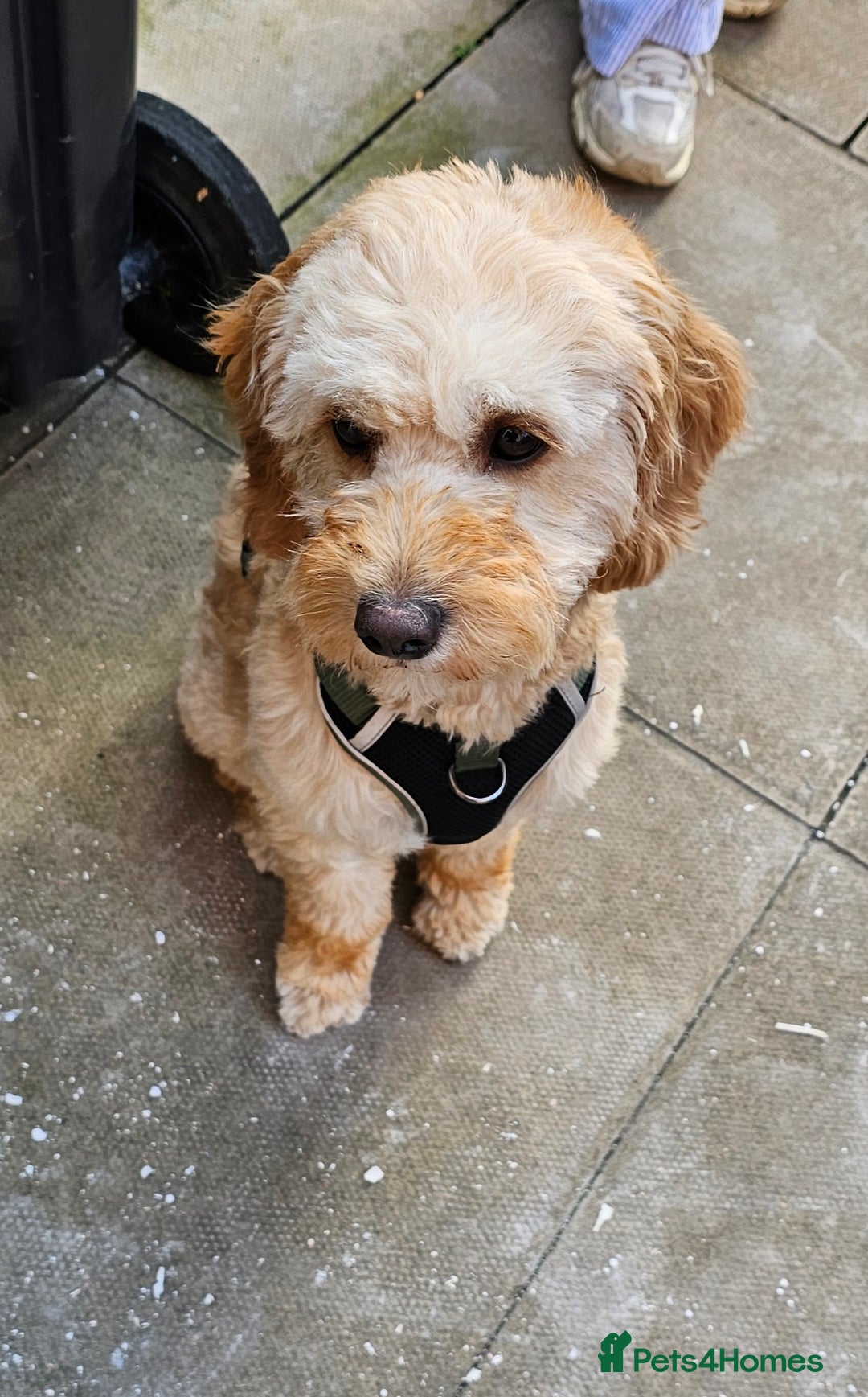 Cavachon dogs for sale: Brother and sister Cavapoochons - Image 2
