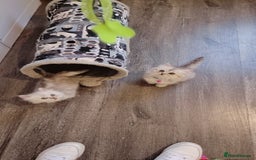 Persian cats for sale: Persian chinchilla  - Image 3