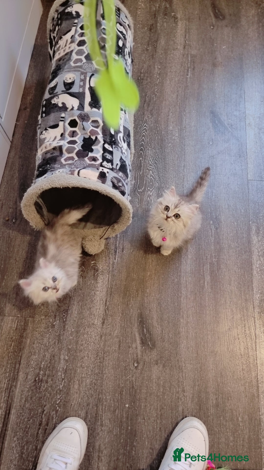 Persian cats for sale: Persian chinchilla  - Image 3