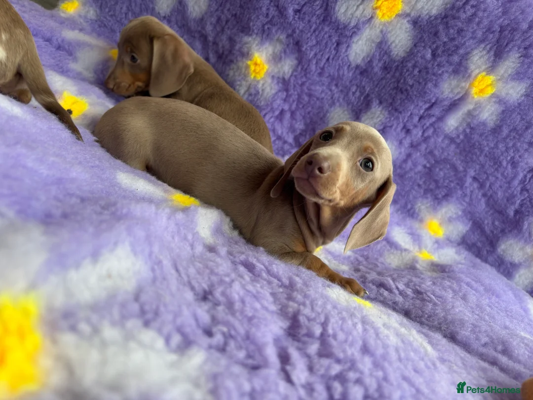 Miniature Dachshund dogs for sale: Miniature Dachsund puppies  - Advert 4