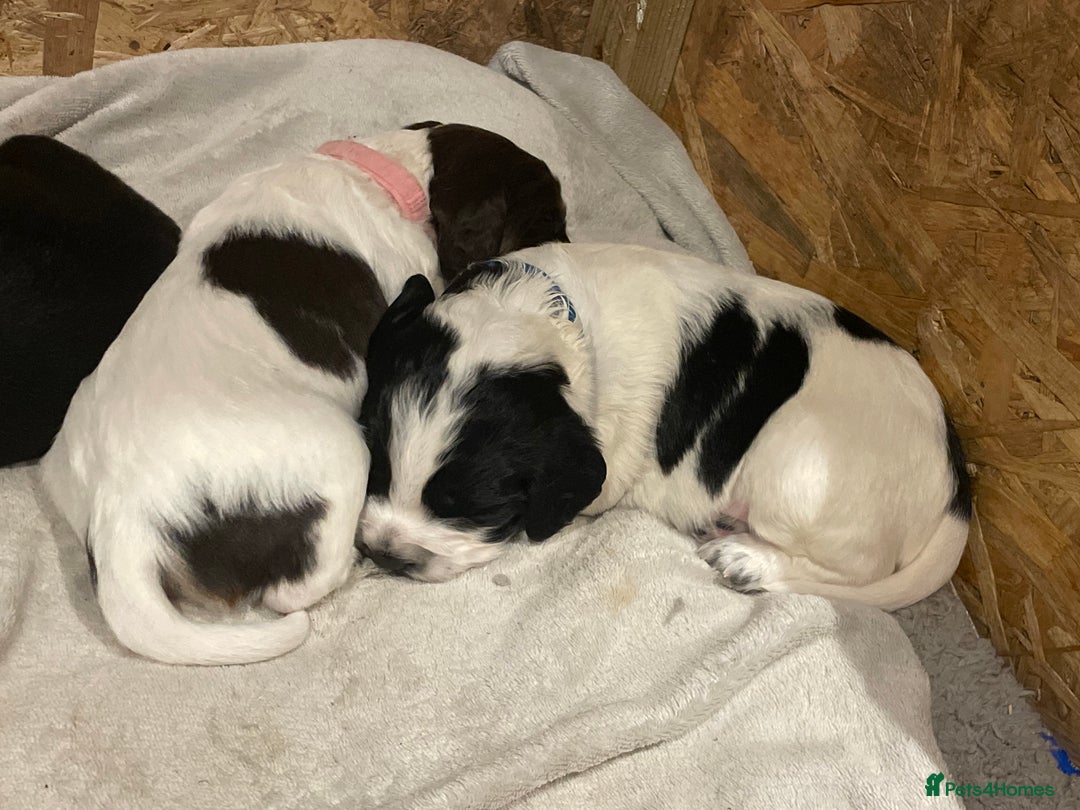 Cocker Spaniel dogs for sale: Beautiful Litter of 5 working cocker spaniels - Advert 5