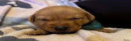 Labrador Retriever dogs for sale: KC Reg labrador puppies - Advert 6