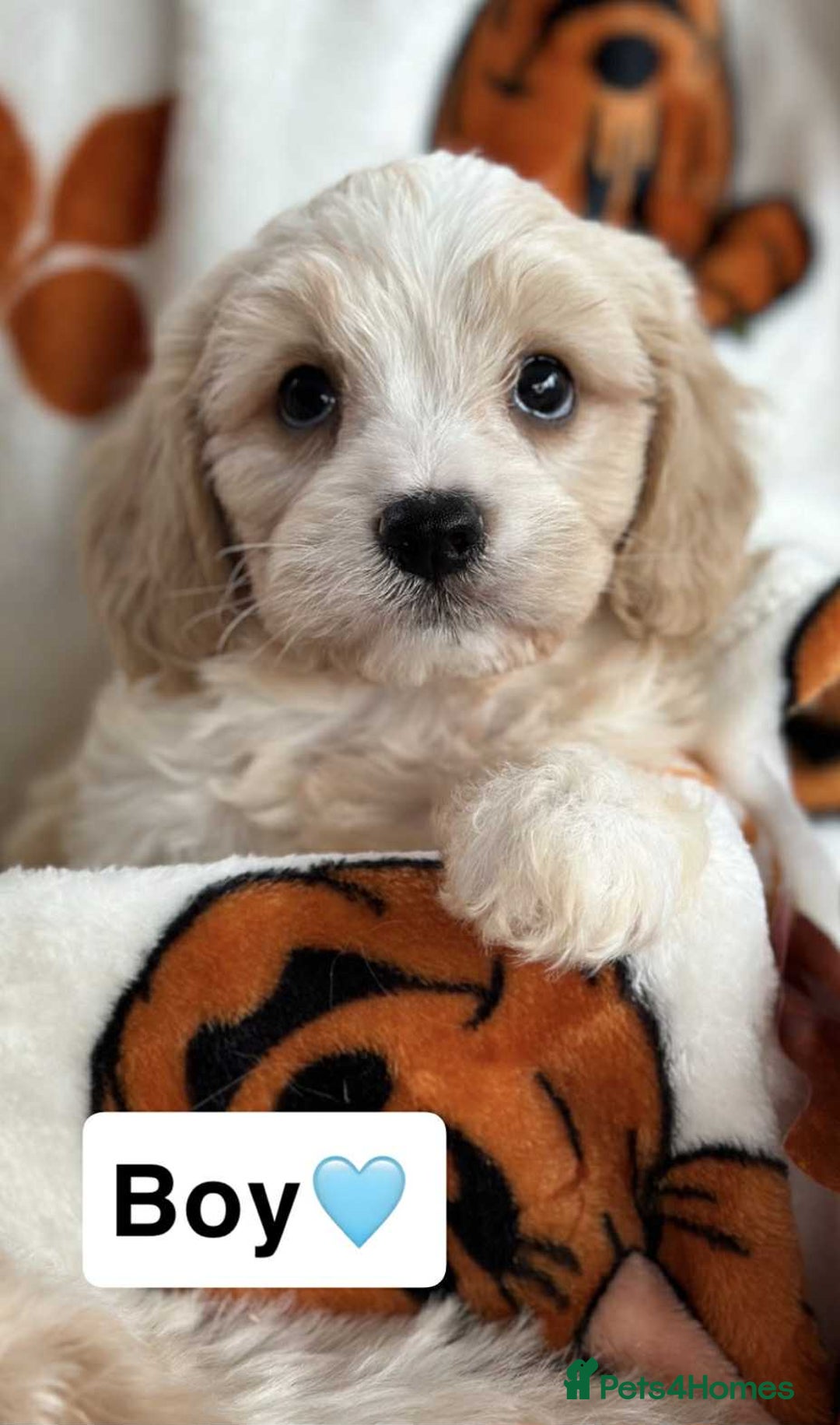 Cavachon dogs for sale: DNA CLEAR CAVACHON PUPS - Image 10