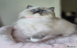 Ragdoll cats for sale: 6 Perfect Affectionate, Ready2Go Pedigree Kittens! - Advert 7