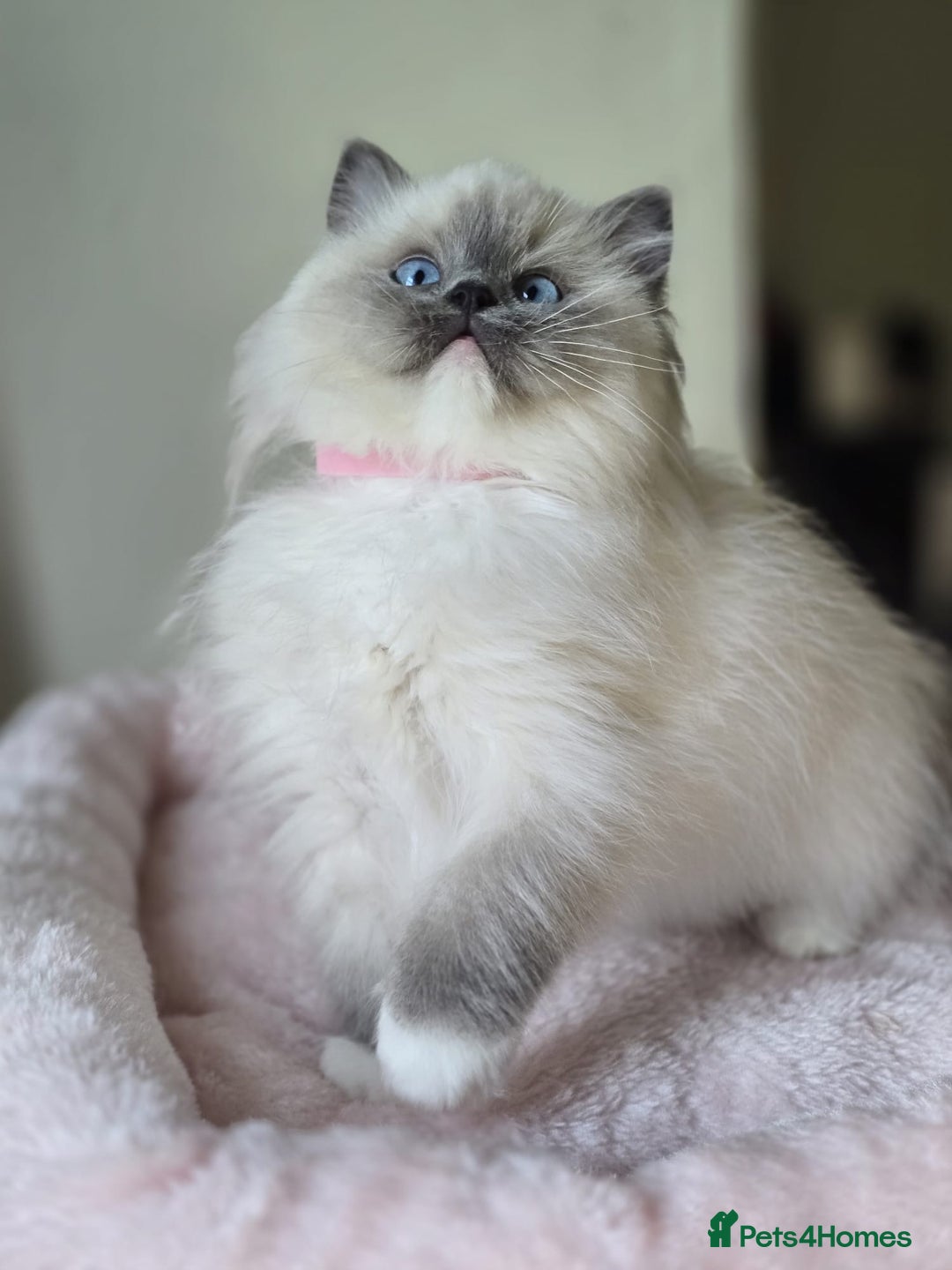 Ragdoll cats for sale: 6 Perfect Affectionate, Ready2Go Pedigree Kittens! - Advert 7