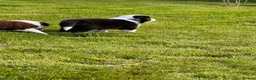 Border Collie dogs for sale: Rough coated male border collie pup in Tiverton - Advert 6
