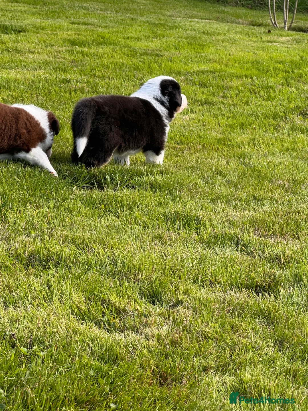 Border Collie dogs for sale: Rough coated male border collie pup in Tiverton - Advert 6