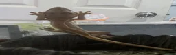 Mixed Breed reptiles for sale: Crested geckos for sale - Advert 3