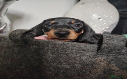 Dachshund dogs for sale: Smooth hair black and tan dachshund  - Image 5