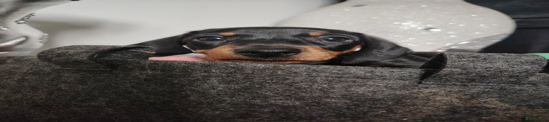 Dachshund Puppy 2