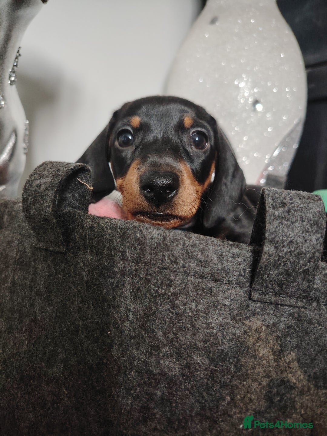 Dachshund dogs for sale: Smooth hair black and tan dachshund  - Image 5