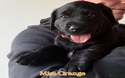 Labrador Retriever dogs for sale: 5* breeder🐾beautiful glossy black puppies ❤️  - Image 33