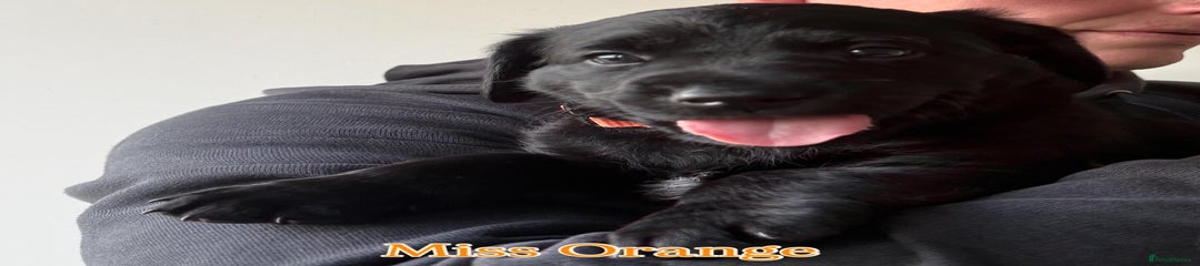 Labrador Retriever Puppy 1 - Miss Orange