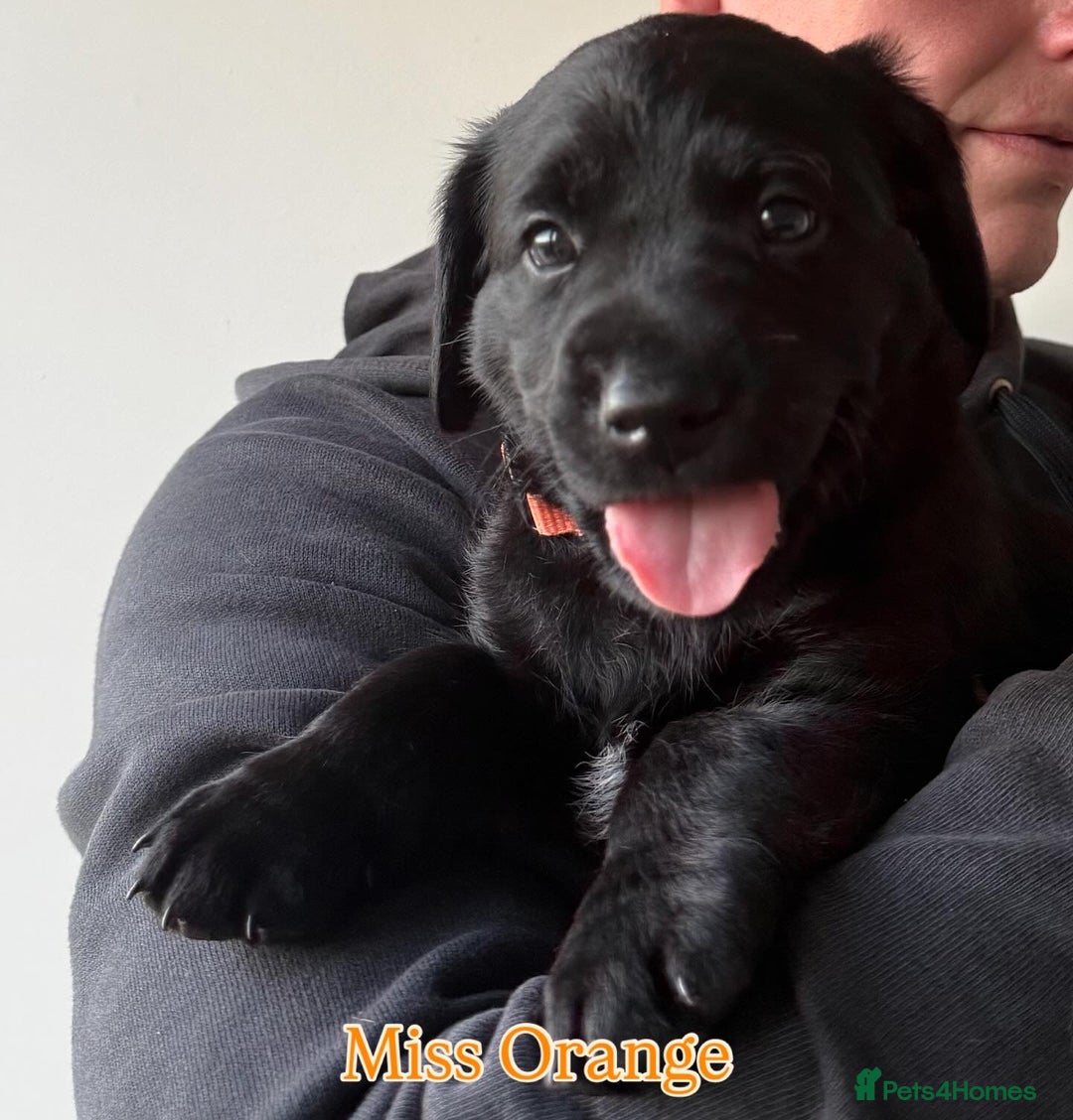 Labrador Retriever dogs for sale: 5* breeder🐾beautiful glossy black puppies ❤️  - Image 33