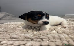 Jack Russell dogs for sale: 5 Beautiful miniature Short legged Jack Russell’s  - Image 9
