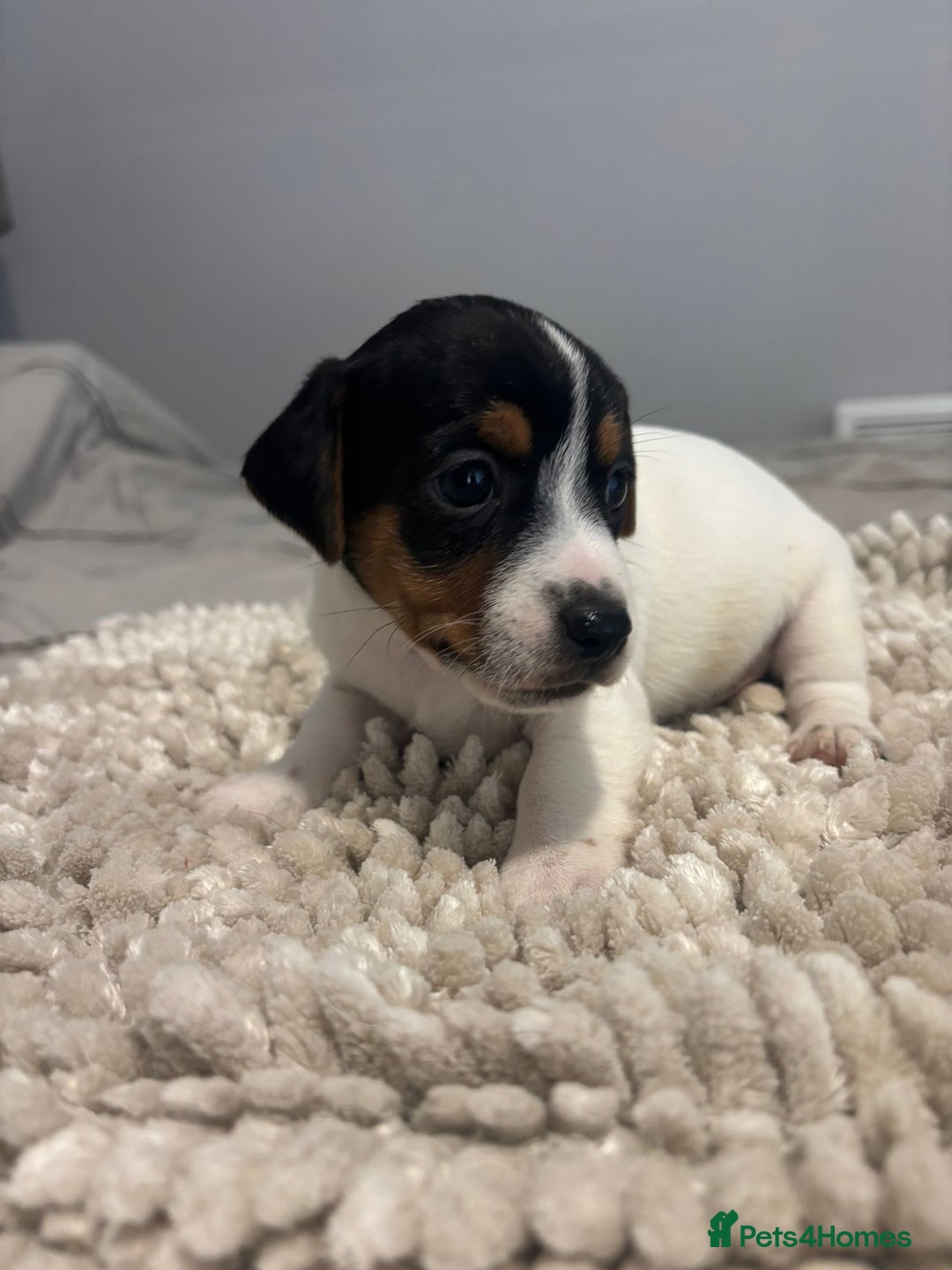 Jack Russell dogs for sale: 5 Beautiful miniature Short legged Jack Russell’s  - Image 9