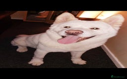 Akita dogs for sale: Male American akita  - Image 1