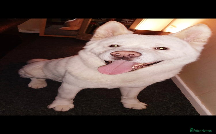 Akita dogs - Advert 1