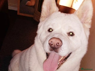 Akita dogs - Advert 19