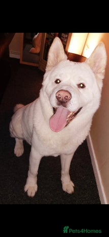 Akita dogs - Advert 14