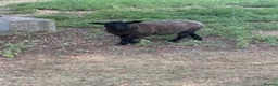 Sheep livestock for sale: Beautiful 2 Lamb ewe  - Advert 5
