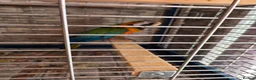 Macaws birds for sale: Harlequin macaw in Lewes - Advert 4