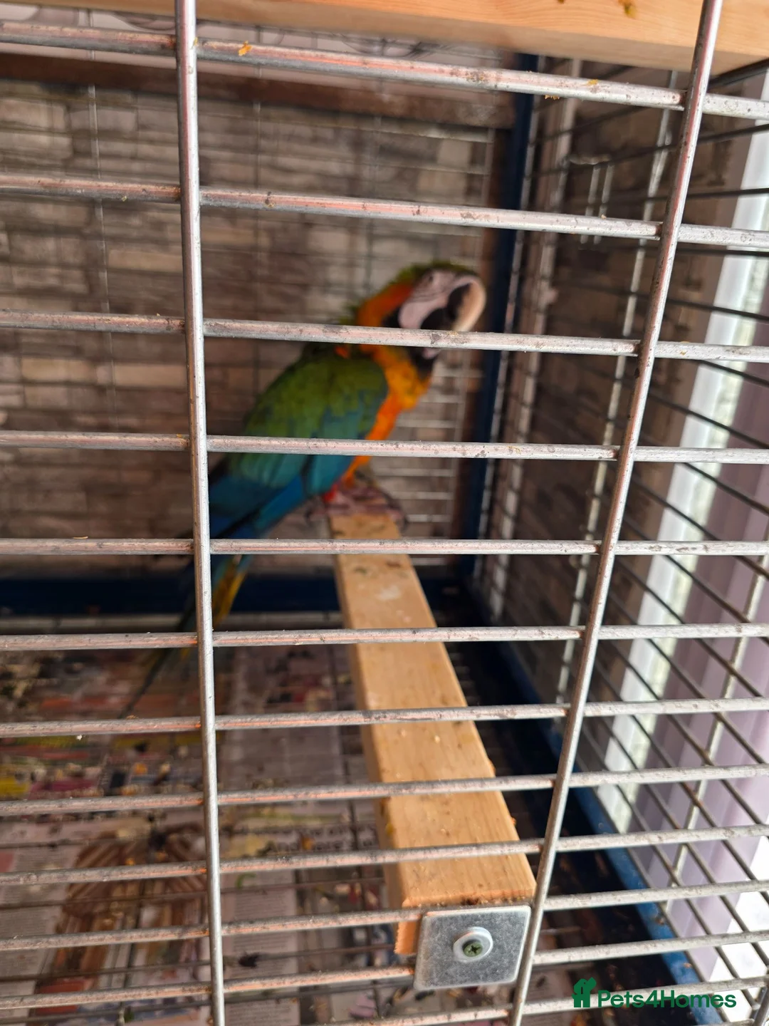 Macaws birds for sale: Harlequin macaw in Lewes - Advert 4