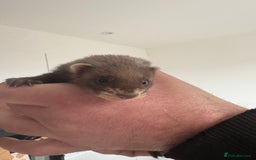 Ferret rodents for sale: Baby ferrets  - Image 2