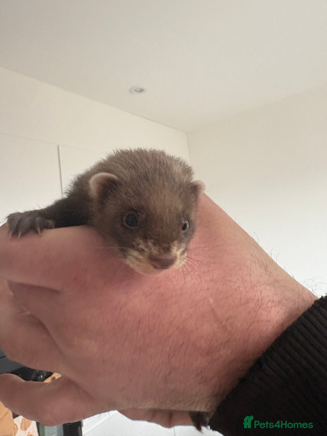 Ferret rodents for sale: Baby ferrets  - Image 2