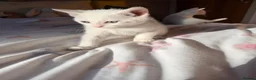Mixed Breed cats for sale: Kittens for Sale 2x Black and 2x White 8 weeks  in Ingatestone - Advert 8