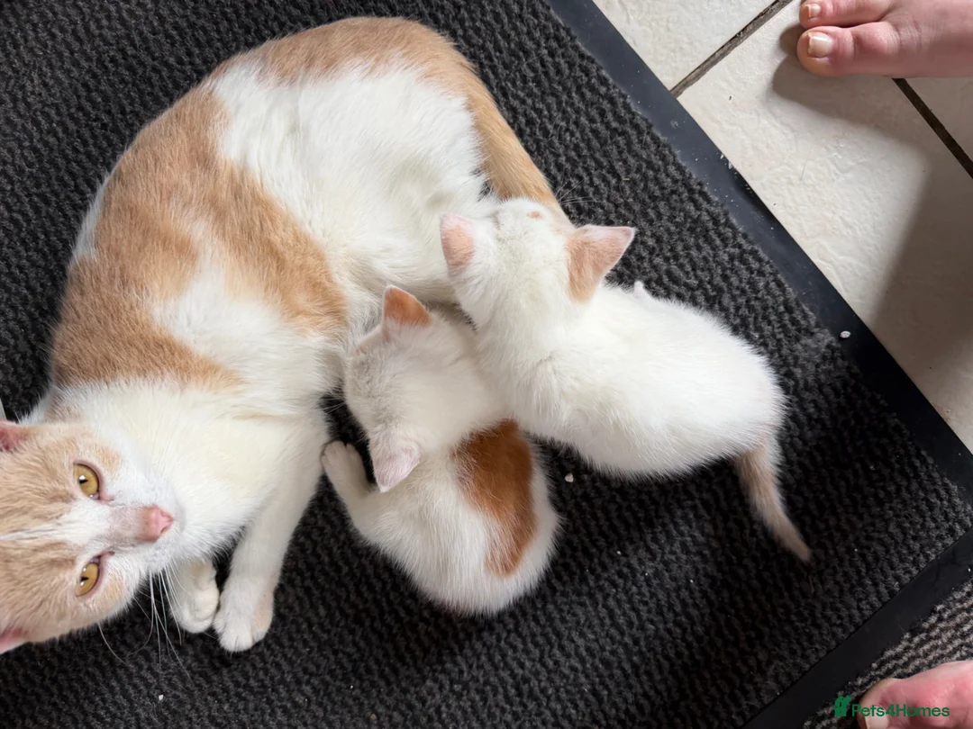 Mixed Breed cats for sale: Lovely cute boy kitten white & ginger  - Advert 4