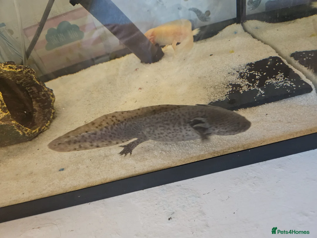 Axolotl reptiles for sale: 3 axolotls  in Cardiff - Advert 2